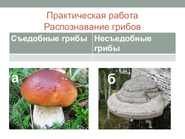 Практическая работа Распознавание грибов а б