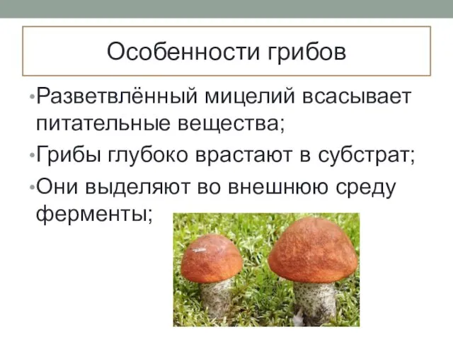 Особенности грибов Разветвлённый мицелий всасывает питательные вещества; Грибы глубоко врастают