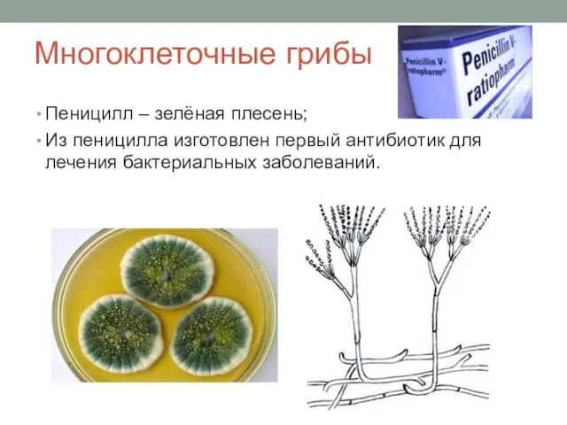 Многоклеточные грибы Пеницилл – зелёная плесень; Из пеницилла изготовлен первый антибиотик для лечения бактериальных заболеваний.