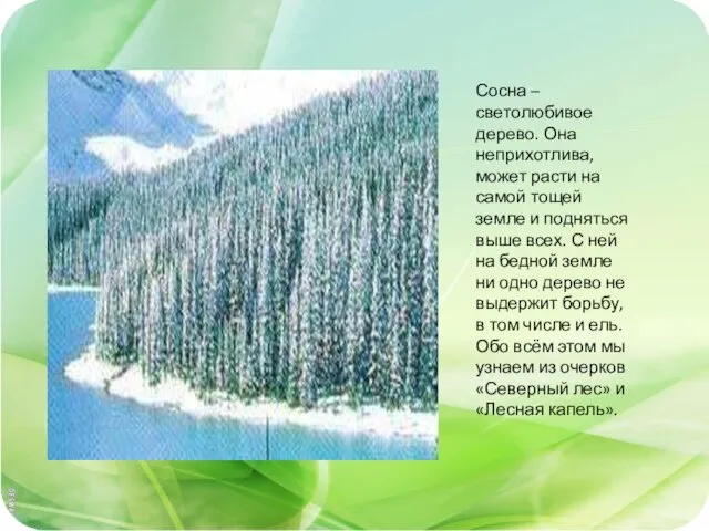 Сосна – светолюбивое дерево. Она неприхотлива, может расти на самой