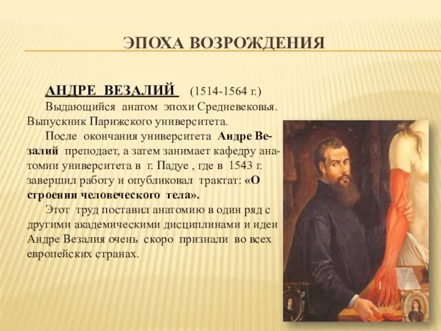 ЭПОХА ВОЗРОЖДЕНИЯ АНДРЕ ВЕЗАЛИЙ (1514-1564 г.) Выдающийся анатом эпохи Средневековья.