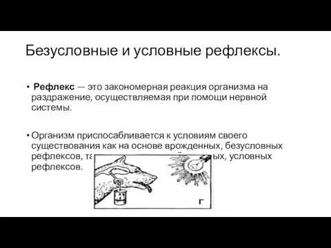 Безусловные и условные рефлексы. Рефлекс — это закономерная реакция организма