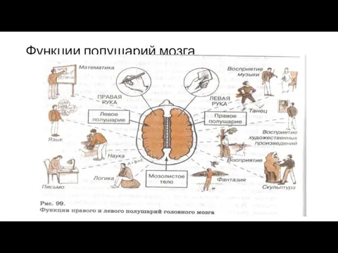 Функции полушарий мозга