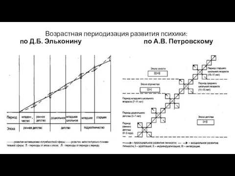 Возрастная периодизация развития психики: по Д.Б. Эльконину по А.В. Петровскому