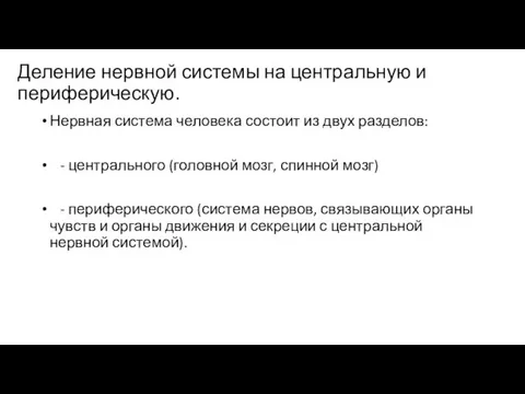 Деление нервной системы на центральную и периферическую. Нервная система человека