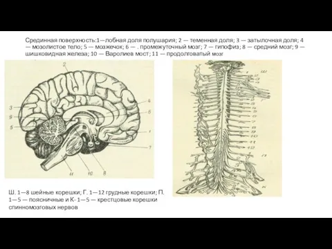 Срединная поверхность:1—лобная доля полушария; 2 — теменная доля; 3 —