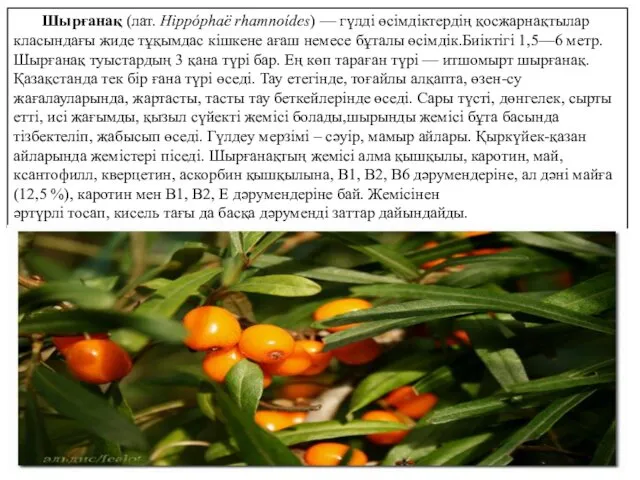 Шырғанақ (лат. Hippóphaë rhamnoídes) — гүлді өсімдіктердің қосжарнақтылар класындағы жиде