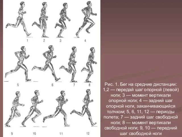 Рис. 1. Бег на средние дистанции: 1,2 — передай шаг