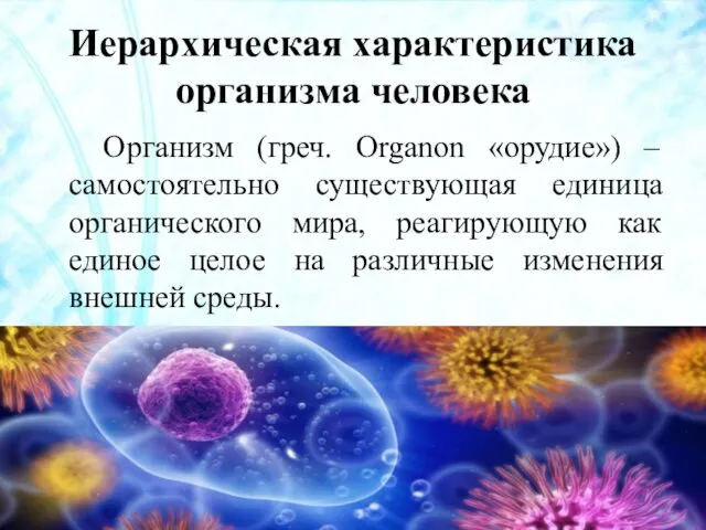 Иерархическая характеристика организма человека Организм (греч. Оrganon «орудие») – самостоятельно