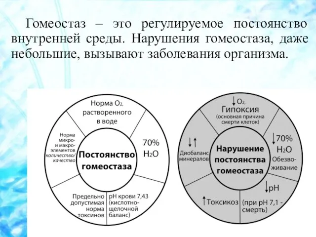 Гомеостаз – это регулируемое постоянство внутренней среды. Нарушения гомеостаза, даже небольшие, вызывают заболевания организма.