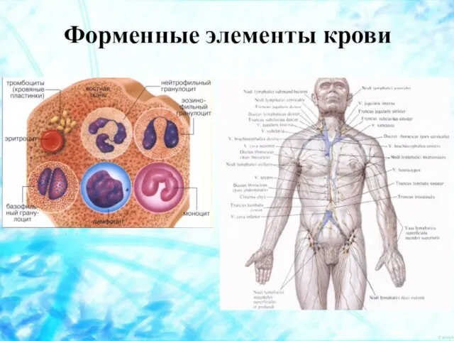 Форменные элементы крови