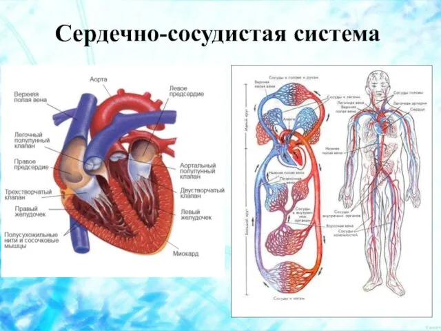 Сердечно-сосудистая система