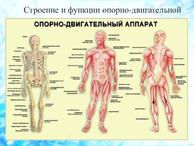 Строение и функции опорно-двигательной системы