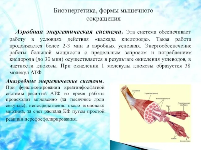 Аэробная энергетическая система. Эта система обеспечивает работу в условиях действия