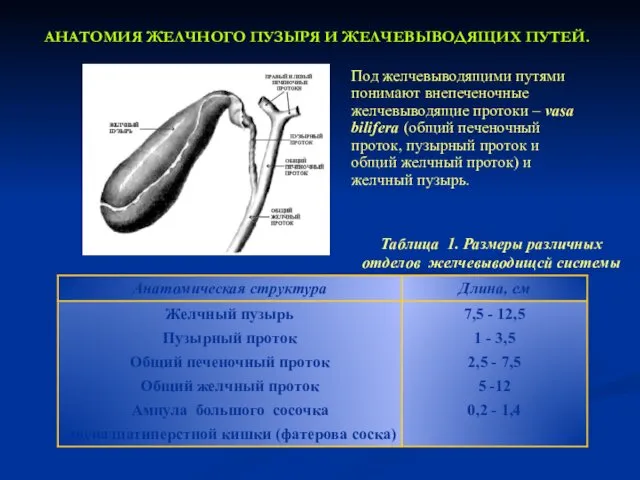 АНАТОМИЯ ЖЕЛЧНОГО ПУЗЫРЯ И ЖЕЛЧЕВЫВОДЯЩИХ ПУТЕЙ. Под желчевыводящими путями понимают