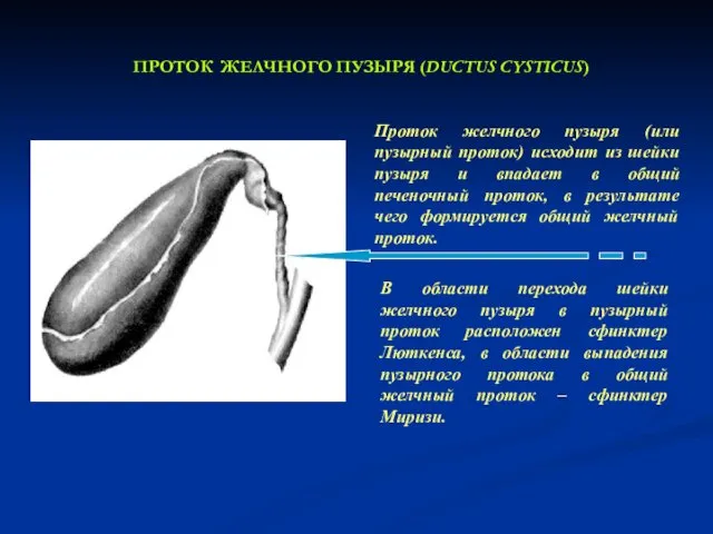 ПРОТОК ЖЕЛЧНОГО ПУЗЫРЯ (DUCTUS CYSTICUS) Проток желчного пузыря (или пузырный проток) исходит из