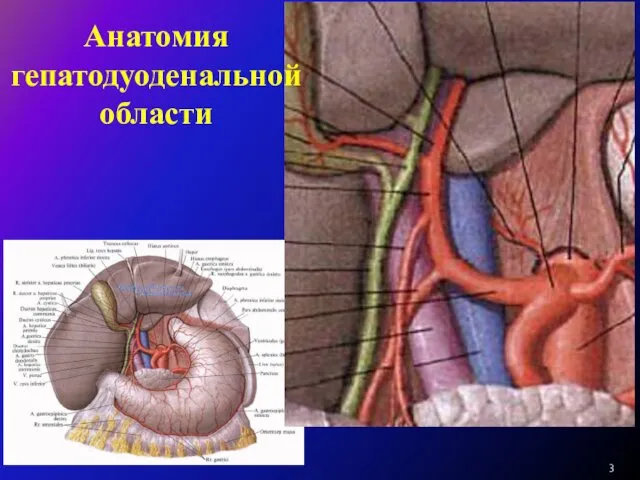 Анатомия гепатодуоденальной области