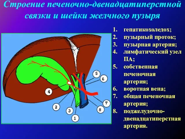 Строение печеночно-двенадцатиперстной связки и шейки желчного пузыря гепатикохоледох; пузырный проток; пузырная артерия; лимфатический
