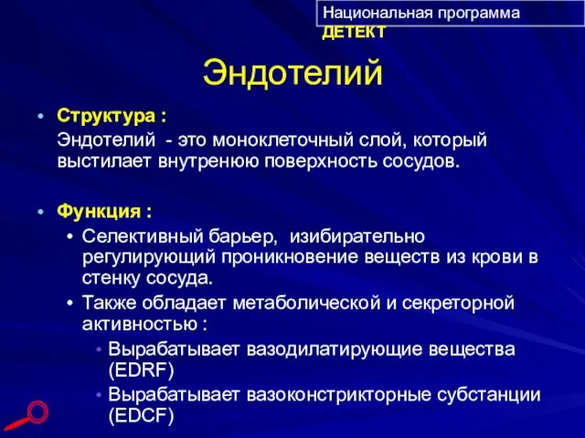 Эндотелий Структура : Эндотелий - это моноклеточный слой, который выстилает