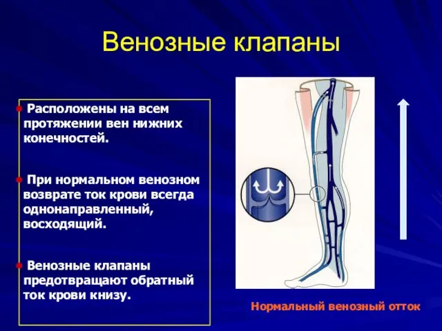 Венозные клапаны Расположены на всем протяжении вен нижних конечностей. При