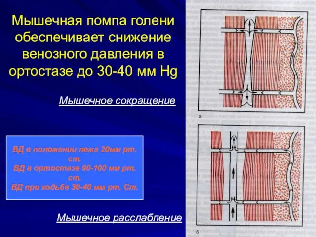 Мышечная помпа голени обеспечивает снижение венозного давления в ортостазе до