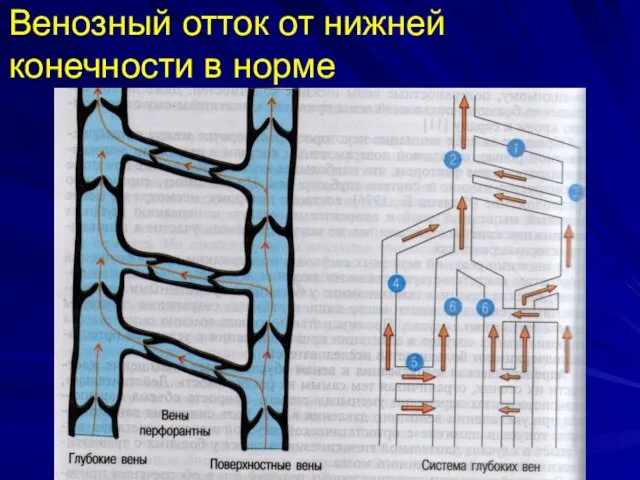 Венозный отток от нижней конечности в норме