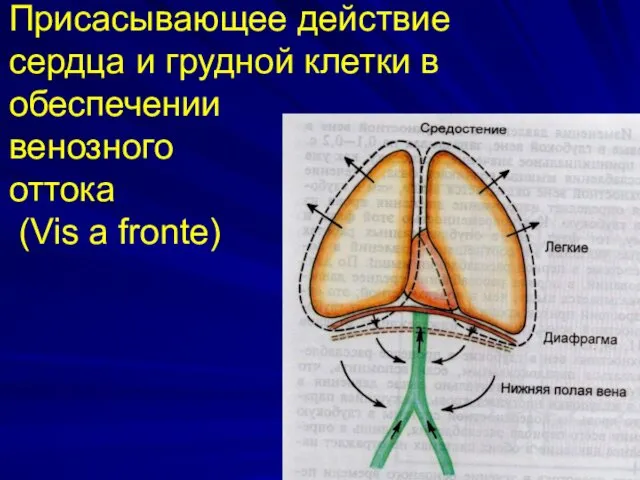 Присасывающее действие сердца и грудной клетки в обеспечении венозного оттока (Vis a fronte)