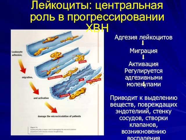 Адгезия лейкоцитов Миграция Активация Регулируется адгезивными молекулами Приводит к выделению