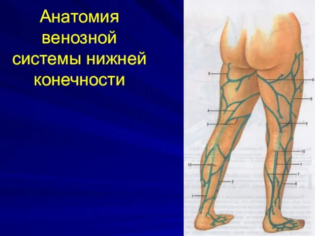 Анатомия венозной системы нижней конечности