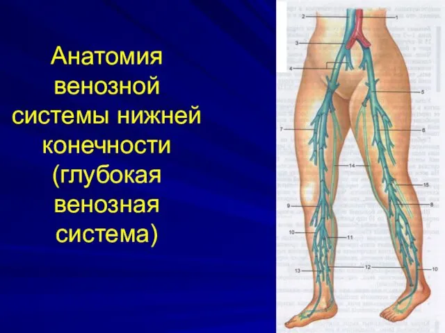 Анатомия венозной системы нижней конечности (глубокая венозная система)