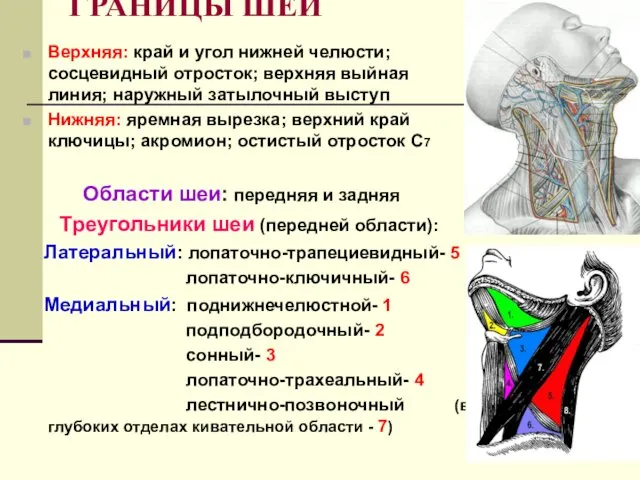 ГРАНИЦЫ ШЕИ Верхняя: край и угол нижней челюсти; сосцевидный отросток;