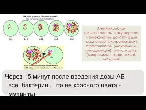 Антимикробная резистентность в акушерстве и гинекологии доказана для гарднерелл (метронидазол),