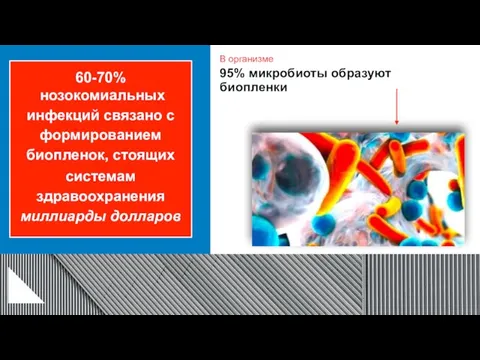 В организме 95% микробиоты образуют биопленки 60-70% нозокомиальных инфекций связано с формированием биопленок,