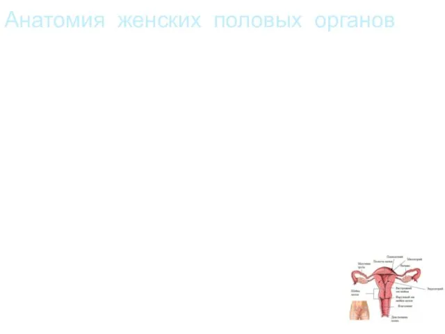 Анатомия женских половых органов К женским половым органам относятся яичники