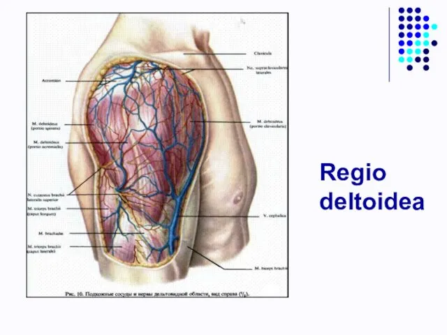 Regio deltoidea