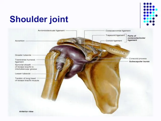 Shoulder joint