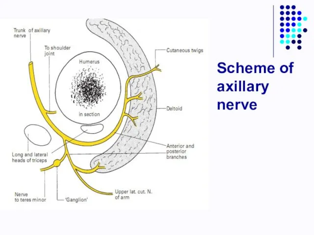Scheme of axillary nerve