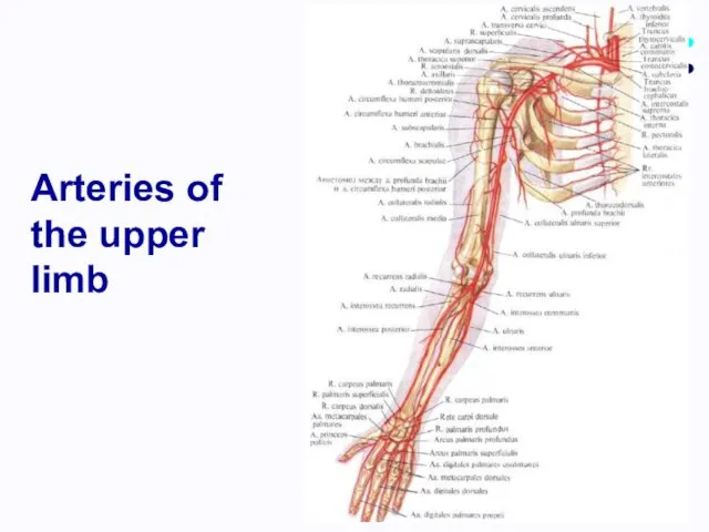 Arteries of the upper limb