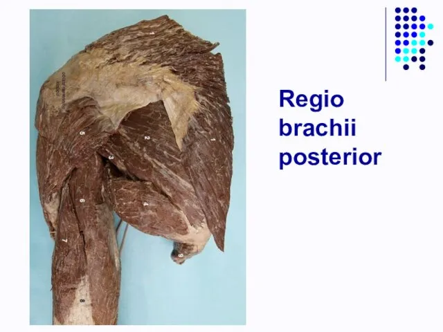 Regio brachii posterior