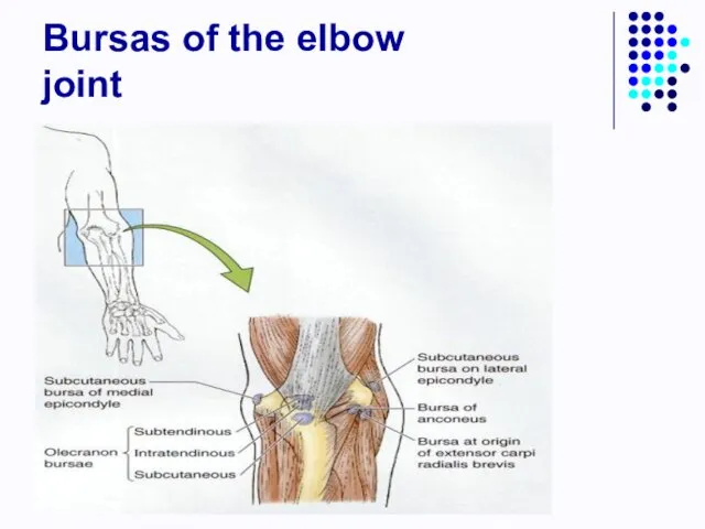 Bursas of the elbow joint