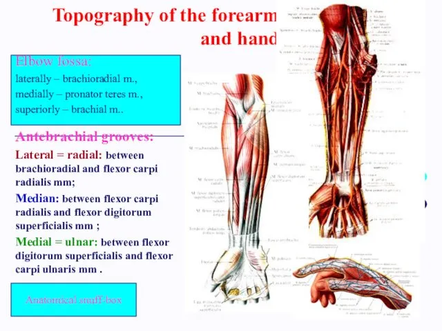 Topography of the forearm and hand Antebrachial grooves: Lateral = radial: between brachioradial