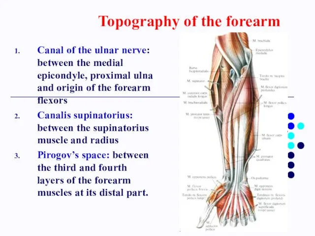 Topography of the forearm Canal of the ulnar nerve: between the medial epicondyle,