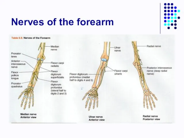 Nerves of the forearm