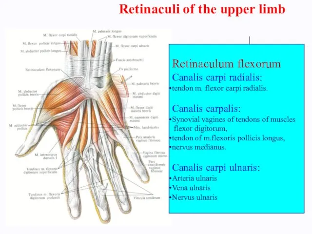 Retinaculi of the upper limb Retinaculum flexorum Canalis carpi radialis: tendon m. flexor