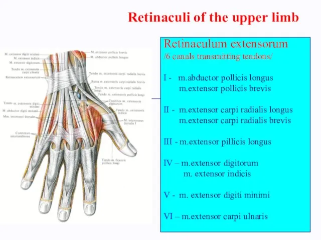 Retinaculi of the upper limb Retinaculum extensorum /6 canals transmitting tendons/ I -
