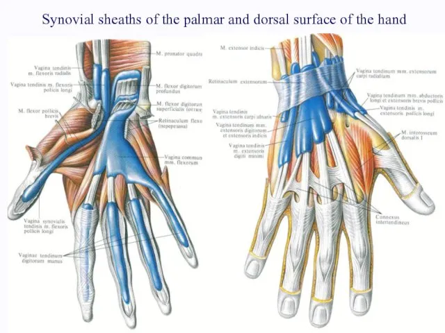 Synovial sheaths of the palmar and dorsal surface of the hand