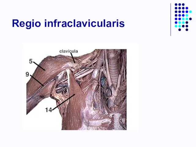 Regio infraclavicularis