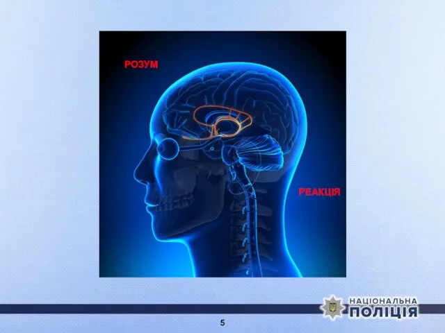 РОЗУМ РЕАКЦІЯ