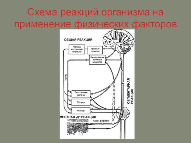 Схема реакций организма на применение физических факторов