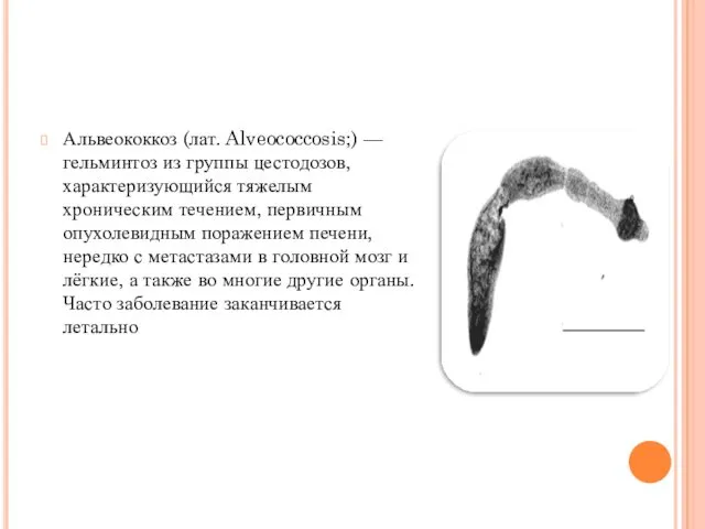 Альвеококкоз (лат. Alveococcosis;) — гельминтоз из группы цестодозов, характеризующийся тяжелым